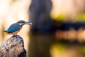 岩にとまるカワセミ