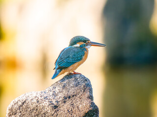 岩にとまるカワセミ