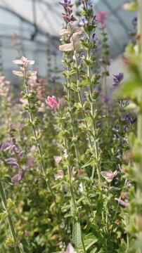 Salvia horminum with tall, branched stems and multicolored flowers, growing in a Siberian plant nursery. This vibrant sage from the mint family thrives in dry soils and full sun.