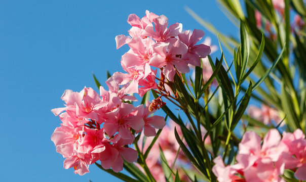 Pink flowers on a tree branch