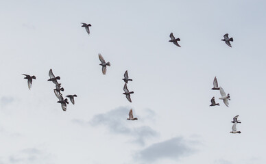 A flock of birds flying in the sky