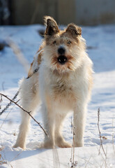 A dog with a chain around its neck is standing in the snow