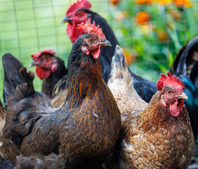 A group of chickens are standing together