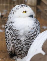 A white owl with yellow eyes is sitting on the ground