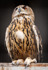 A brown owl with orange eyes is sitting on a wooden post