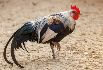 A rooster is walking on the sand