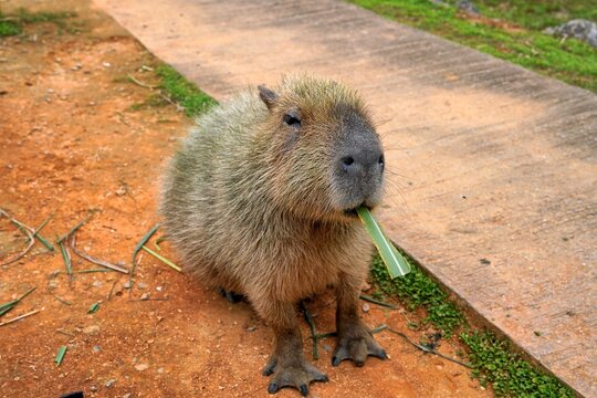 Cute pictures of capybaras eating and sleeping