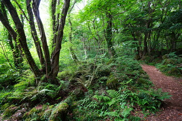 fine spring path though mossy rocks and old trees