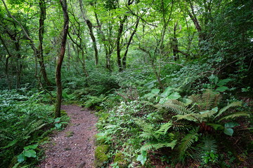 fine spring path through fresh ferns