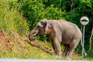 Naklejka premium Wild elephants have large bodies, a large, fat body, and a long trunk. Elephants are herbivores.