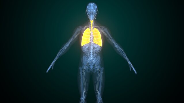 Male lungs anatomy. 3d render