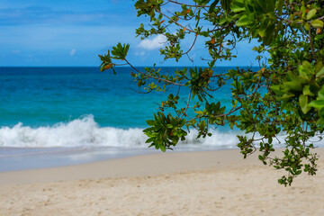 Tranquil Caribbean Beach With Sandy Turquoise Sea Under Blue Sky Framed by Sea Grape Tree