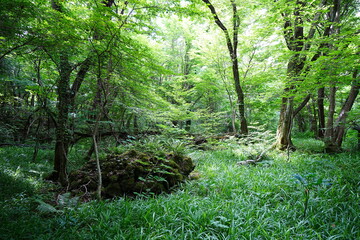 old wild forest in spring