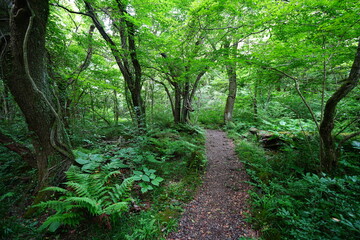 fine spring path through old trees