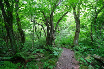 fine spring path through old trees
