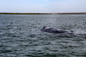 Obraz premium Grey whale watching in Baja California Sur, Mexico