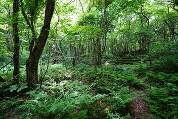 old wild forest in spring