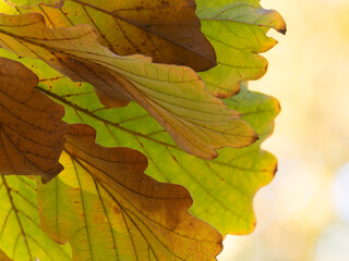 秋の陽に透けるカシワの葉