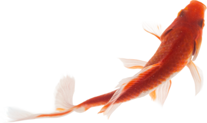 Koi Fish Isolated (Transparent PNG)