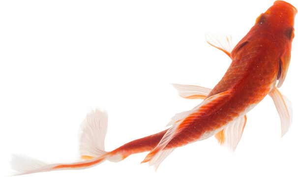 Koi Fish Isolated (Transparent PNG)