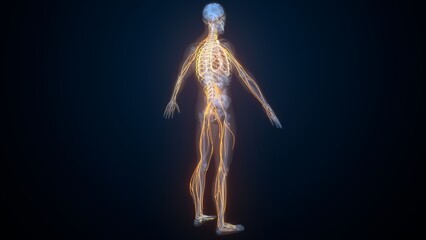 Obraz premium Human nerves anatomy. 3d illustrations