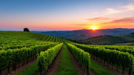 Naklejka premium A stunning vineyard landscape at sunset, showcasing rows of green grapevines set against rolling hills and a colorful sky.