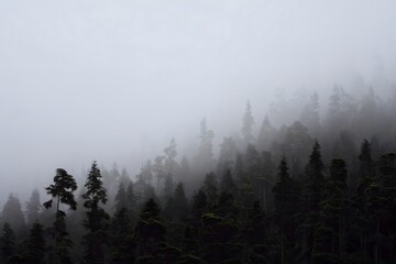 Misty Evergreen Forest Landscape - Atmospheric Fog and Trees