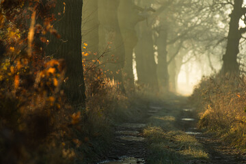 Jesienna aleja oświetlona ciepłym porannym słońcem. Złote liście tworzą malowniczy, spokojny krajobraz o miękkim świetle i ciepłej atmosferze jesiennego poranka.