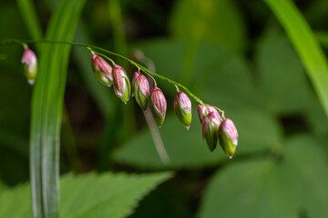 Colorful nodding spikelets of Melica nutans create a beautiful sight in a lush forest environment during the growing season