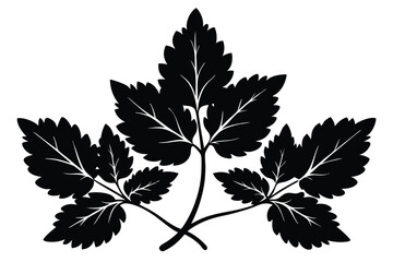 Three black parsley sprigs with detailed veins create an elegant botanical silhouette
