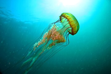 Golden Lion's Mane Jellyfish Swimming in Turquoise Water