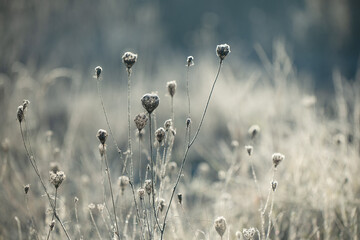 Suche rośliny na łące pokryte delikatnym szronem w chłodny poranek. Mroźne kryształki podkreślają ich kształty i tworzą spokojną, naturalną zimową scenę pełną subtelnych detali. © Elżbieta Kaps