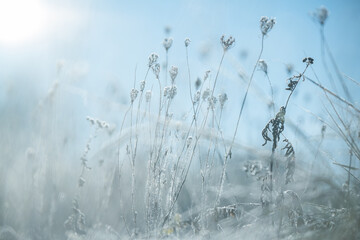 Suche rośliny na łące pokryte delikatnym szronem w chłodny poranek. Mroźne kryształki podkreślają ich kształty i tworzą spokojną, naturalną zimową scenę pełną subtelnych detali.