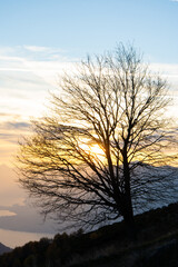 tree with sunset