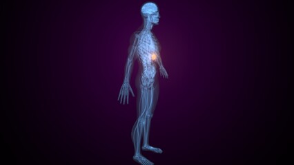 Obraz premium Male spleen anatomy. 3d render