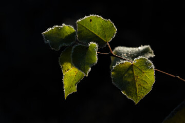 Kolorowe jesienne liście pokryte delikatnym szronem. Mroźny poranek podkreśla ich fakturę i barwy, tworząc kontrast między ciepłymi jesiennymi kolorami a zimnym, białym oszronieniem. © Elżbieta Kaps