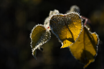 Kolorowe jesienne liście pokryte delikatnym szronem. Mroźny poranek podkreśla ich fakturę i barwy, tworząc kontrast między ciepłymi jesiennymi kolorami a zimnym, białym oszronieniem. © Elżbieta Kaps