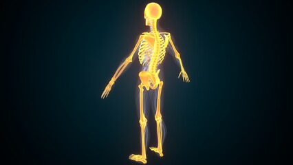 Male skeleton anatomy. 3d render