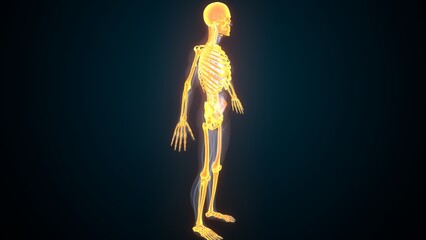 Male skeleton anatomy. 3d render