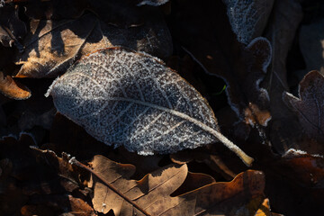 Kolorowe jesienne liście pokryte delikatnym szronem. Mroźny poranek podkreśla ich fakturę i barwy, tworząc kontrast między ciepłymi jesiennymi kolorami a zimnym, białym oszronieniem. © Elżbieta Kaps