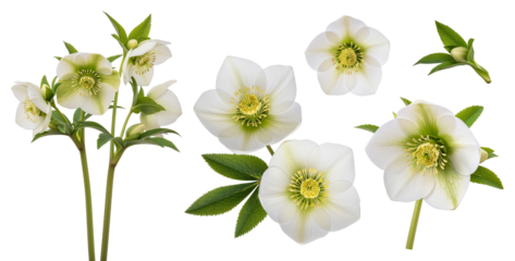 White Christmas rose (Helleborus niger) flowers, buds, and green leaves isolated on transparent background.