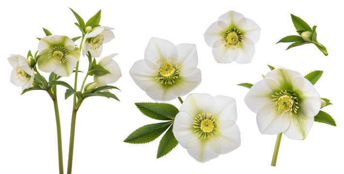 White Christmas rose (Helleborus niger) flowers, buds, and green leaves isolated on transparent background.