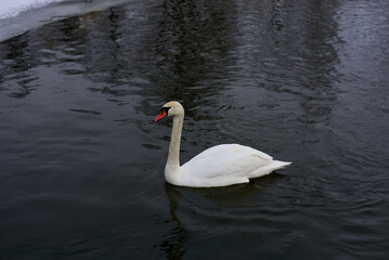Fototapeta premium swan on the water