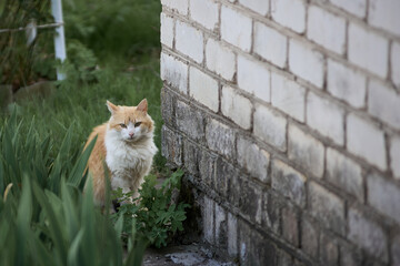 yellow cat near tjhe building