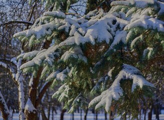snow covered pine tree