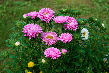 pink flowers in the garden