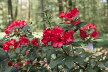 red flowers in the garden