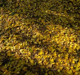 은행 잎들과 노을 그리고 햇빛