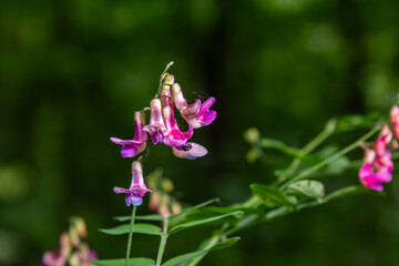 Purple flowers of Lathyrus niger bloom in a lush green forest showcasing striking beauty and delicate pinnately compound leaves under natural light