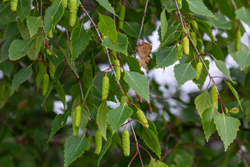 Silver birch with drooping branches and distinctive white bark displaying catkins among vibrant green leaves in a sunny woodland setting